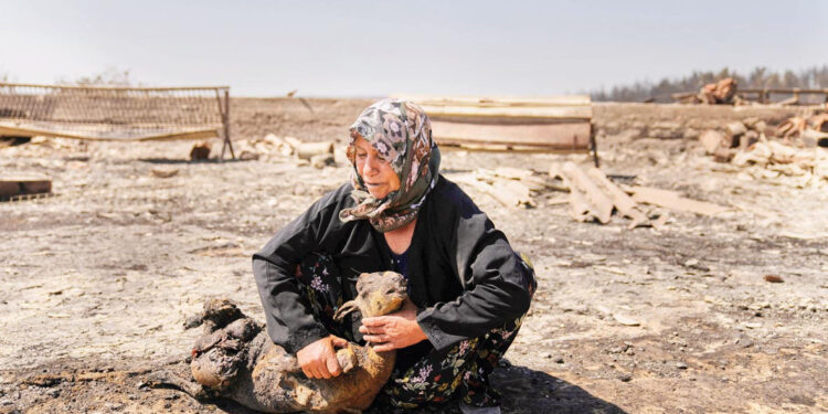 Local farmer Turkan Ozkan, 64, cries next to one of her animals killed during a fire in Guzelyeli, on the outskirts of Canakkale, northwest Turkey, Tuesday, Aug. 12, 2025. (AP Photo/Khalil Hamra)