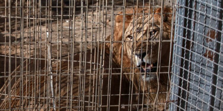A lion sits inside a cage on October 1, 2025 at Rafah Zoo, which now moved to Deir el-Balah in the central Gaza Strip from a previous location in Khan Yunis in southern Gaza, as the owner struggles to feed his animals amid the ongoing conflict between Israel and the Palestinian Hamas group. (Photo by Bashar TALEB / AFP)